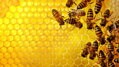 Plást zo včelieho vosku 39x24 cm